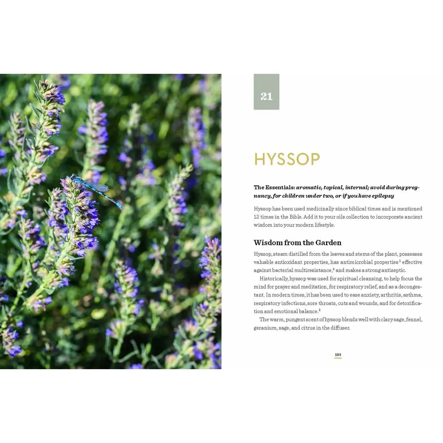 It All Began in A Garden