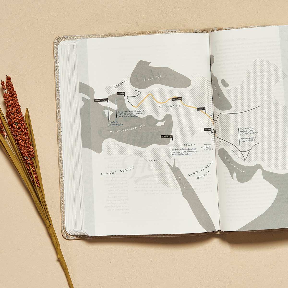 CSB Bible | Champagne Gold