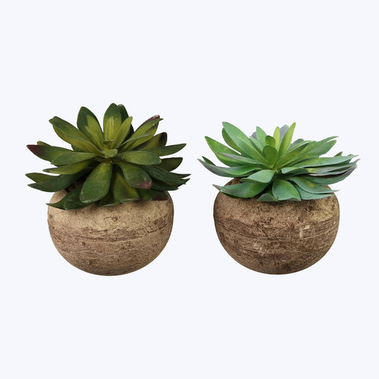 Succulent in Stone Like Pot