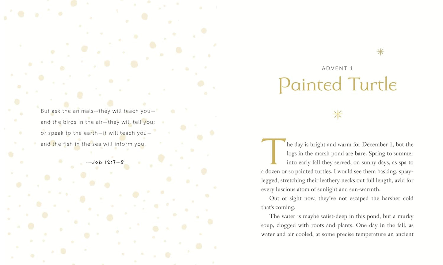 The Advent Mystery of New Beginnings by Gayle Boss