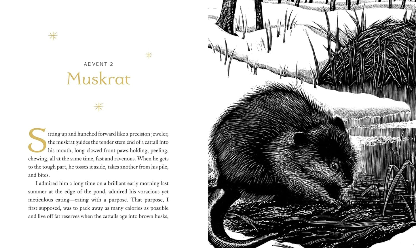 The Advent Mystery of New Beginnings by Gayle Boss