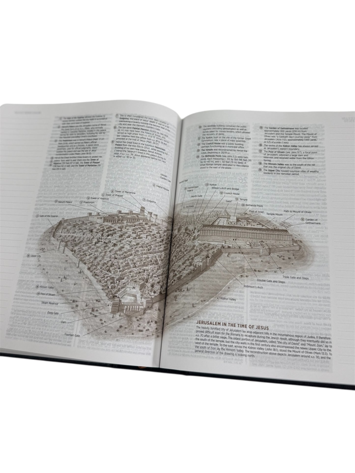 The Lion & the Lamb ESV Study Bible