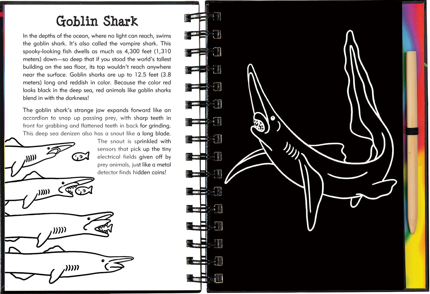 Scratch & Sketch: Sharks