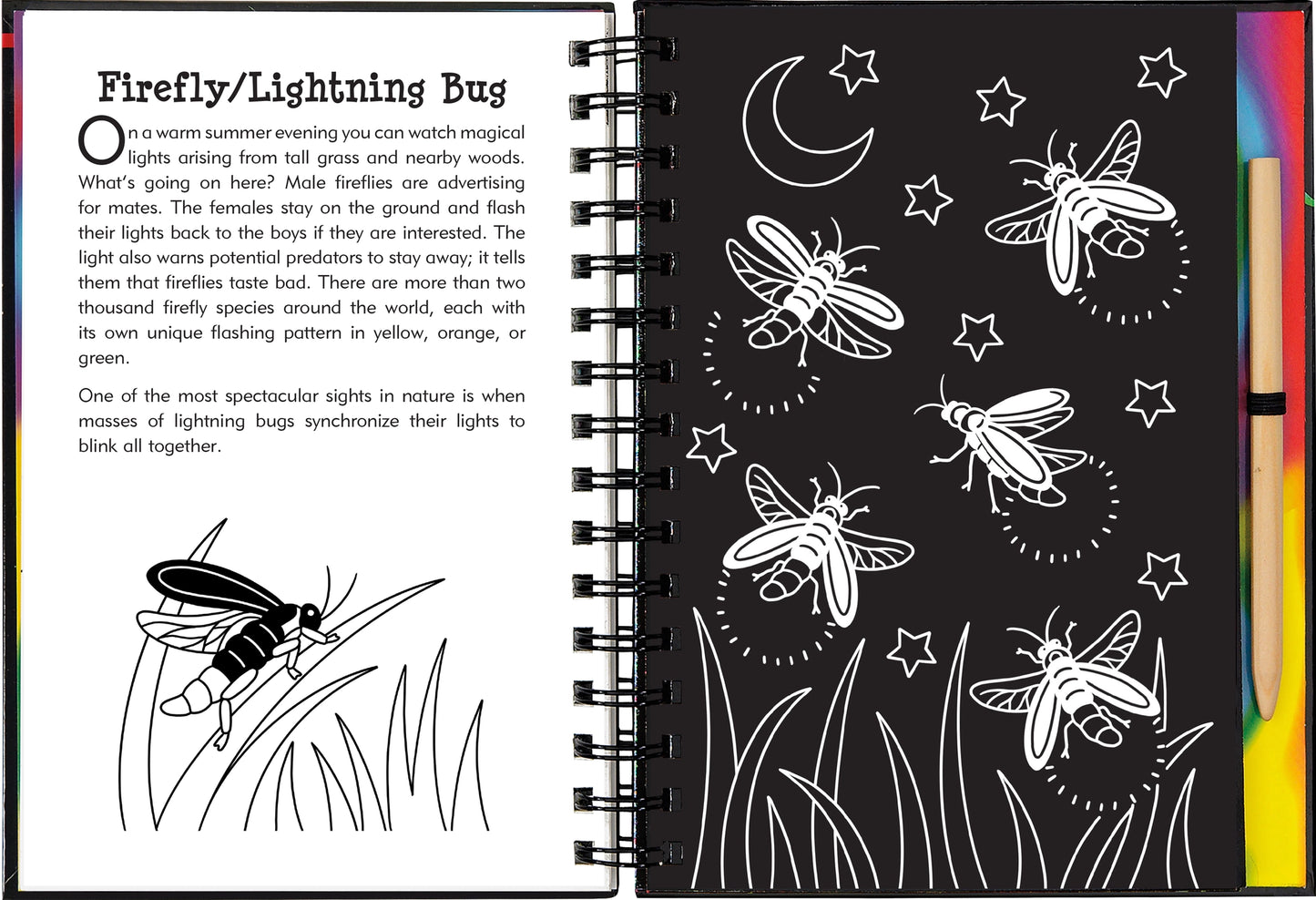 Scratch & Sketch: Nocturnal Animals
